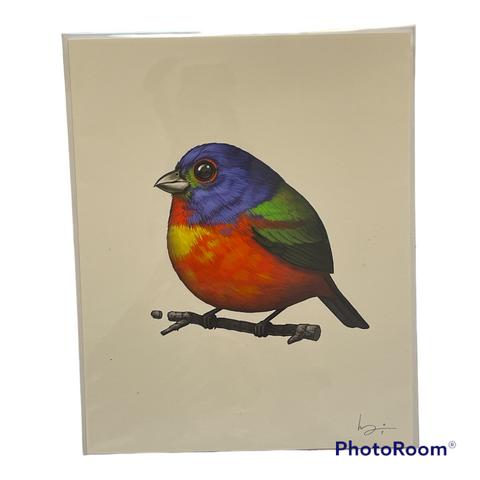 Painted Bunting - Mitchell